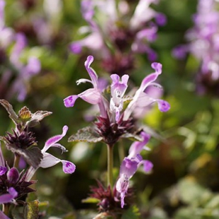 Lamium garganicum